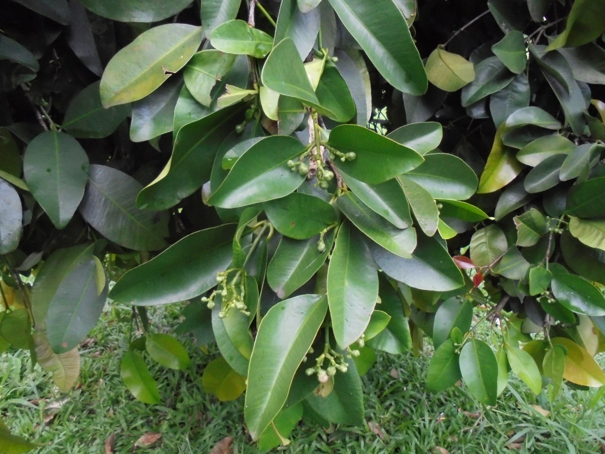 Garcinia cymosa (K.Schum.) I.M.Turner & P.F.Stevens